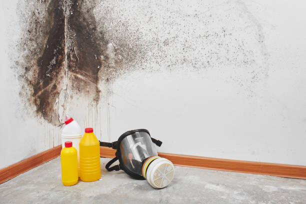 Best Local Mold Removal Service  in Lincoln Beach, OR