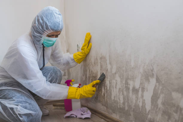 Best Local Mold Removal Service  in Lincoln Beach, OR