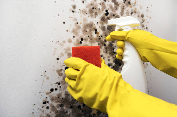 Best Mold Remediation  in Lincoln Beach, OR