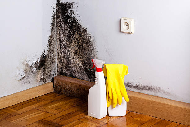 Certified Mold Removal in Lincoln Beach, OR